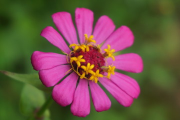 Fototapeta premium charming pink flowers