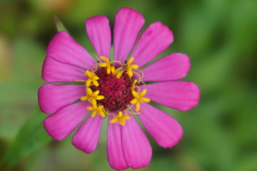 Fototapeta premium charming pink flowers