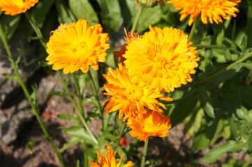 Calendula officinalis or pot marigold or ruddles orange flowers in garden
