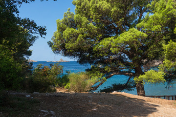 Green pine on the seashore