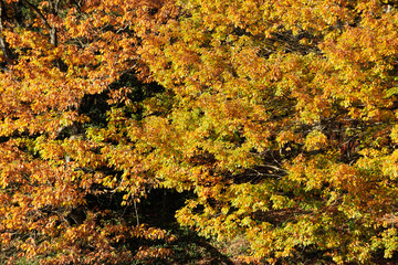 autumn colour of leaves