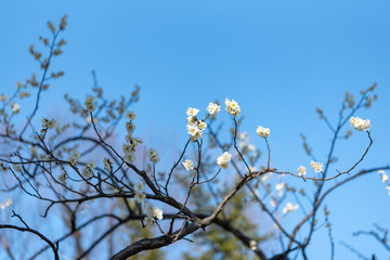梅の花が咲く