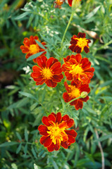 Marigold scarlet starlet tagetes red flowers with green leaves