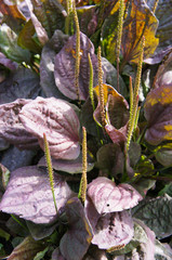 Plantago major purple perversion plant © skymoon13