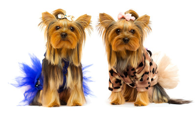 dog breed Yorkshire Terrier in a dress