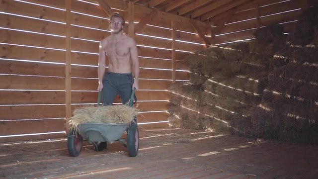 Half-dressed bearded man in glasses with light hair and hot body driving wheelbarrow with hay in the cold winter barn. Farmer walking toward the camera. Rancher works at his farm. Slow motion