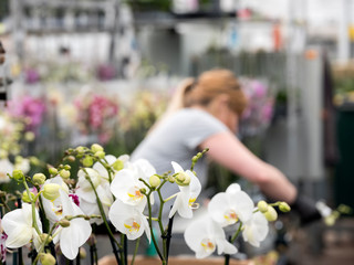 woman works with orchids in greenhouse