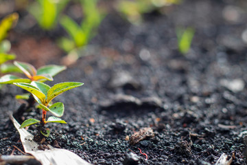 Rain forest Floor with black soil