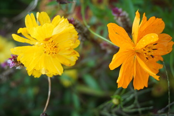Orange and yellow flowers in the garden