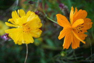 Orange and yellow flowers in the garden