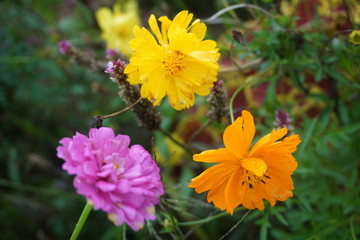 purple flower, orange flower and yellow flower in the green bush