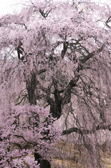 Sakura, cherry blossom