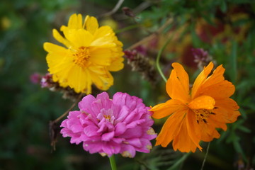 purple flower, orange flower and yellow flower in the green bush