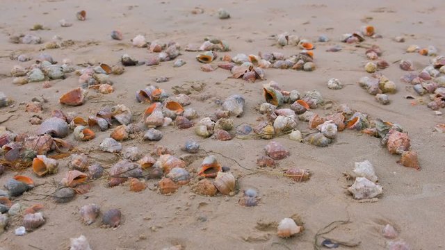 Many beautiful shells of rapan in the sand on the black sea coast.