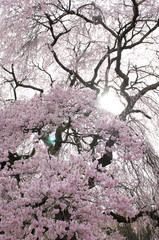 Sakura, cherry blossom