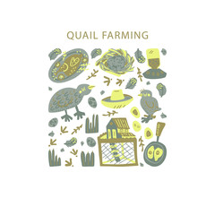 Quail farming hand drawn vector set