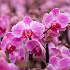 Fototapeta na wymiar closeup of pink orchids in dutch greenhouse