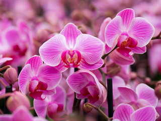 Naklejka na ściany i meble closeup of pink orchids in dutch greenhouse