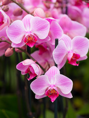 closeup of pink orchids in dutch greenhouse