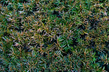 tropical leaves, dark green foliage, abstract nature background