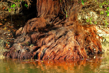 Bare (exposed) roots of a willow tree near the bank of the Danube river at sunset