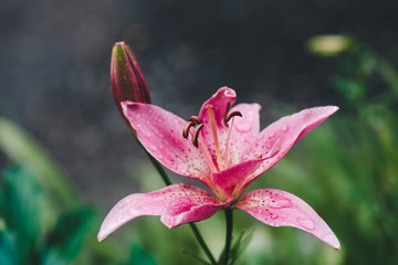 Beautiful flowering pink lily in macro. Amazing picturesque wet blooming flower close-up. Raindrops on colorful plant. Wonderful european perfume flower with dew drops. Droplets on pink petals.