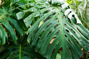 Creative tropical green leaves layout. Nature spring concept. Flat lay.