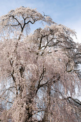 Sakura, cherry blossom