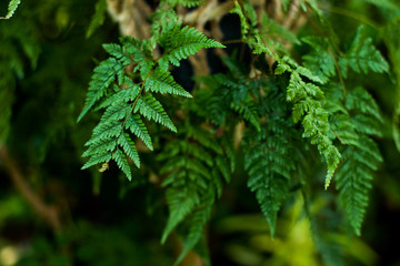 Creative nature layout made of tropical leaves and flowers. Flat lay. Summer concept.