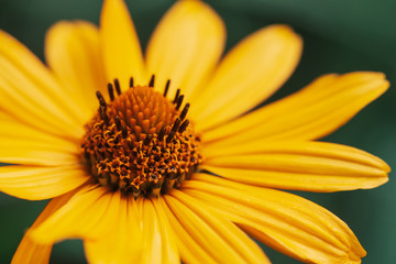 Colorful juicy yellow flower with orange center and vivid pleasant pure petals. Flowering jerusalem artichoke in macro. Blossoming helianthus tuberosus close-up. Beautiful flower of topinambur.