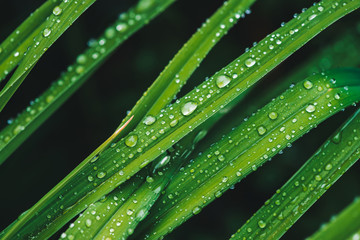 Beautiful vivid shiny green grass with dew drops close-up with copy space. Pure, pleasant, nice greenery with rain drops in sunlight in macro. Background from green textured plants in rain weather.