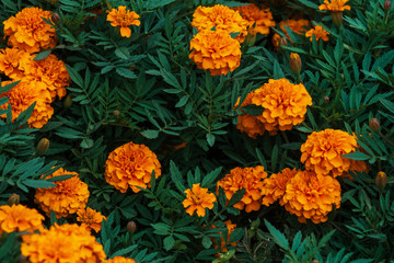 Amazing vintage marigolds grow among rich greenery. Small velvet orange flowers close-up. Natural background of tagetes in ground with copy space. Picturesque garden lush flowers. Wonderful flora.