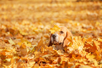 Beautiful dog among yellow leaves, portrait. Beagle Dog. Autumn.