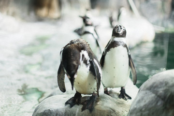 Fototapeta premium A penguin in a zoo staring at the camera with other penguins