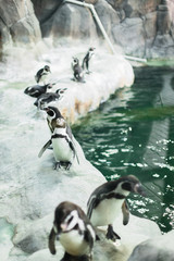 A penguin in a zoo staring at the camera with other penguins