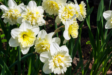 Narcissus of the Ice King species