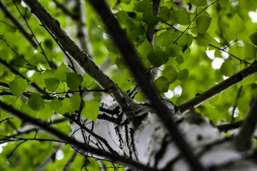 bird on branch
