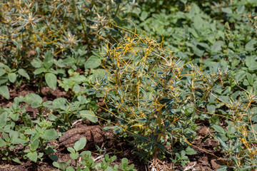 Dodder Genus Cuscuta is parasitic  plants 