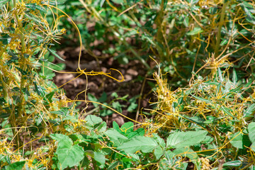 Dodder Genus Cuscuta is parasitic  plants 