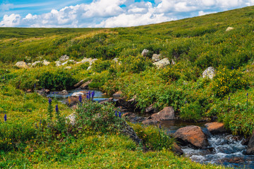 Fototapeta na wymiar Spring water stream in green valley in sunny day. Rich highland flora. Amazing mountainous vegetation near mountain creek. Wonderful paradise scenic landscape. Paradisiacal sunny picturesque scenery.