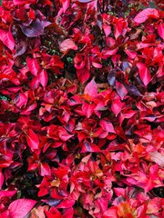 Red Leaves 