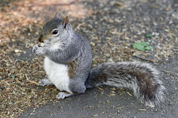 Squirrel with nut