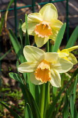 Narcissus of the Modulation species