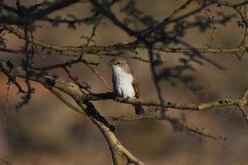 Maricoschnäpper (Melaenornis mariquensis) in der Kalahari (Namibia)