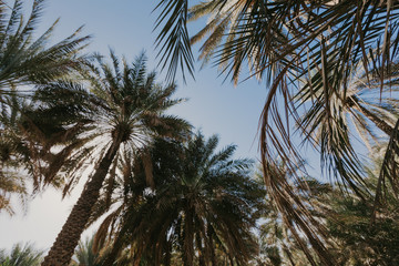 Fototapeta na wymiar Palm trees against blue sky- Image