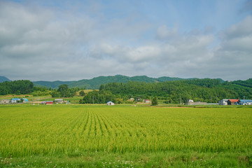 Fototapeta na wymiar Morning rural landscape with corn farm