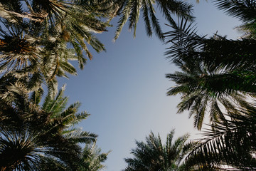 Fototapeta na wymiar Palm trees against blue sky - Image