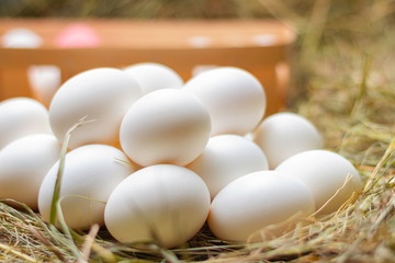 Egg on straw white chicken
