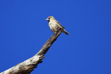 Siedelweber (Ploceidae) in der Kalahari in Namibia