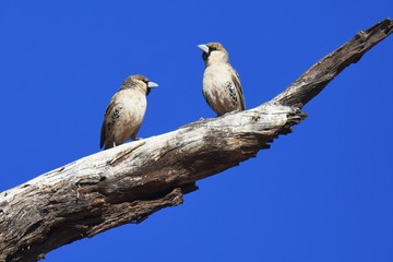 Siedelweber (Ploceidae) in der Kalahari in Namibia
